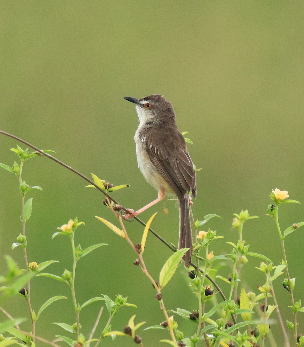 Plain Prinia - ML649381316