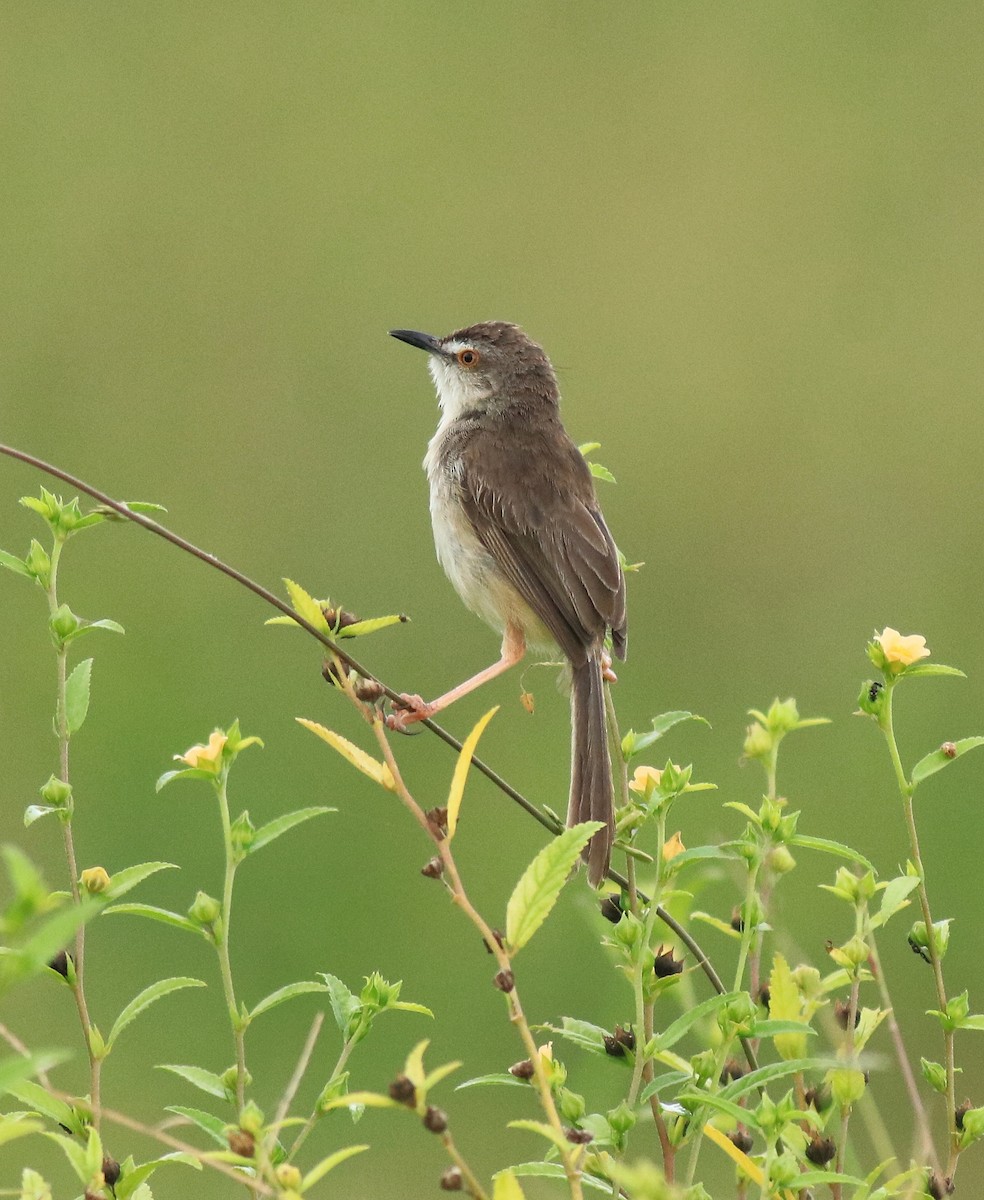 Plain Prinia - ML649381317