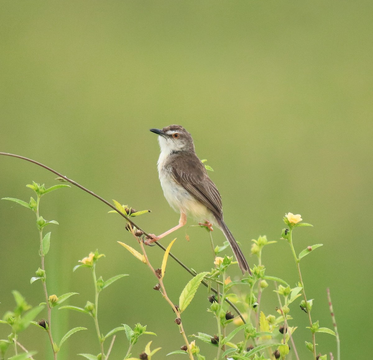 Plain Prinia - ML649381319