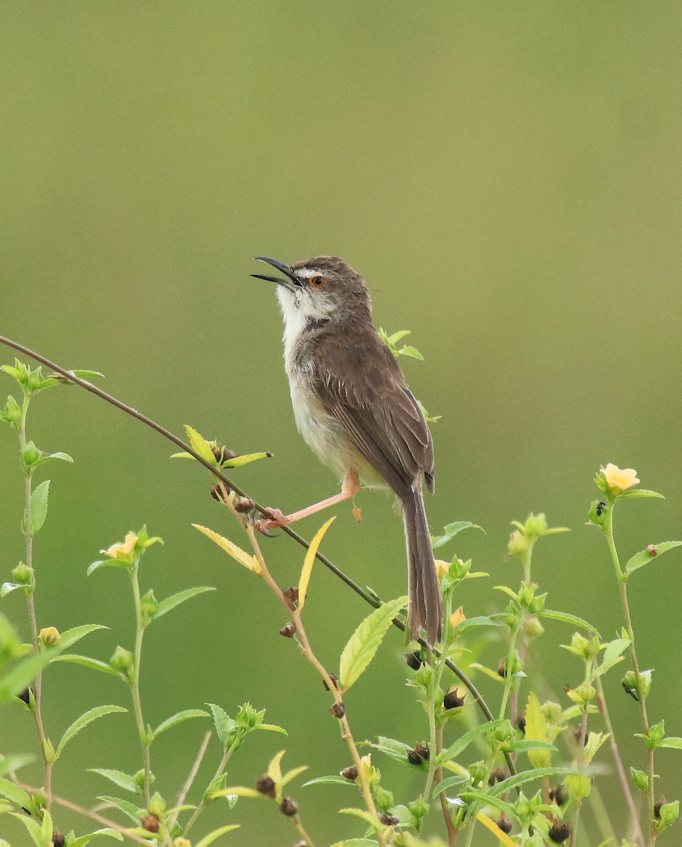 Plain Prinia - ML649381320