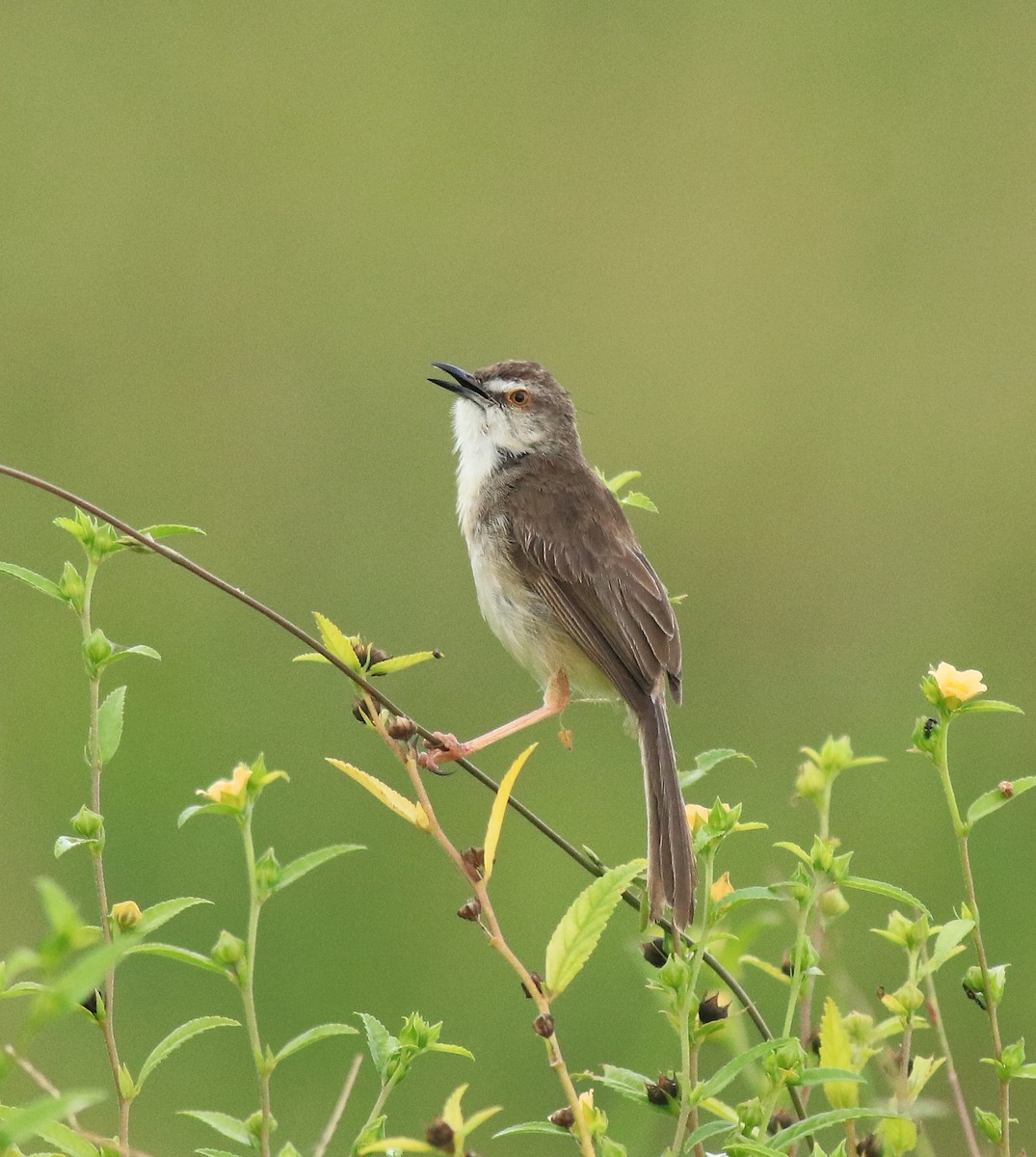 Plain Prinia - ML649381321