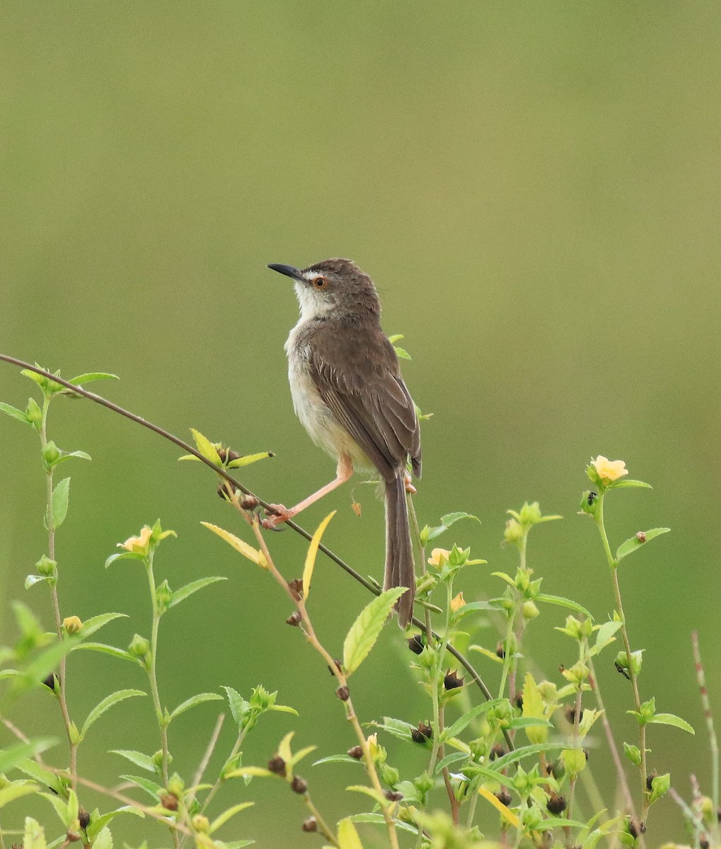 Plain Prinia - ML649381322
