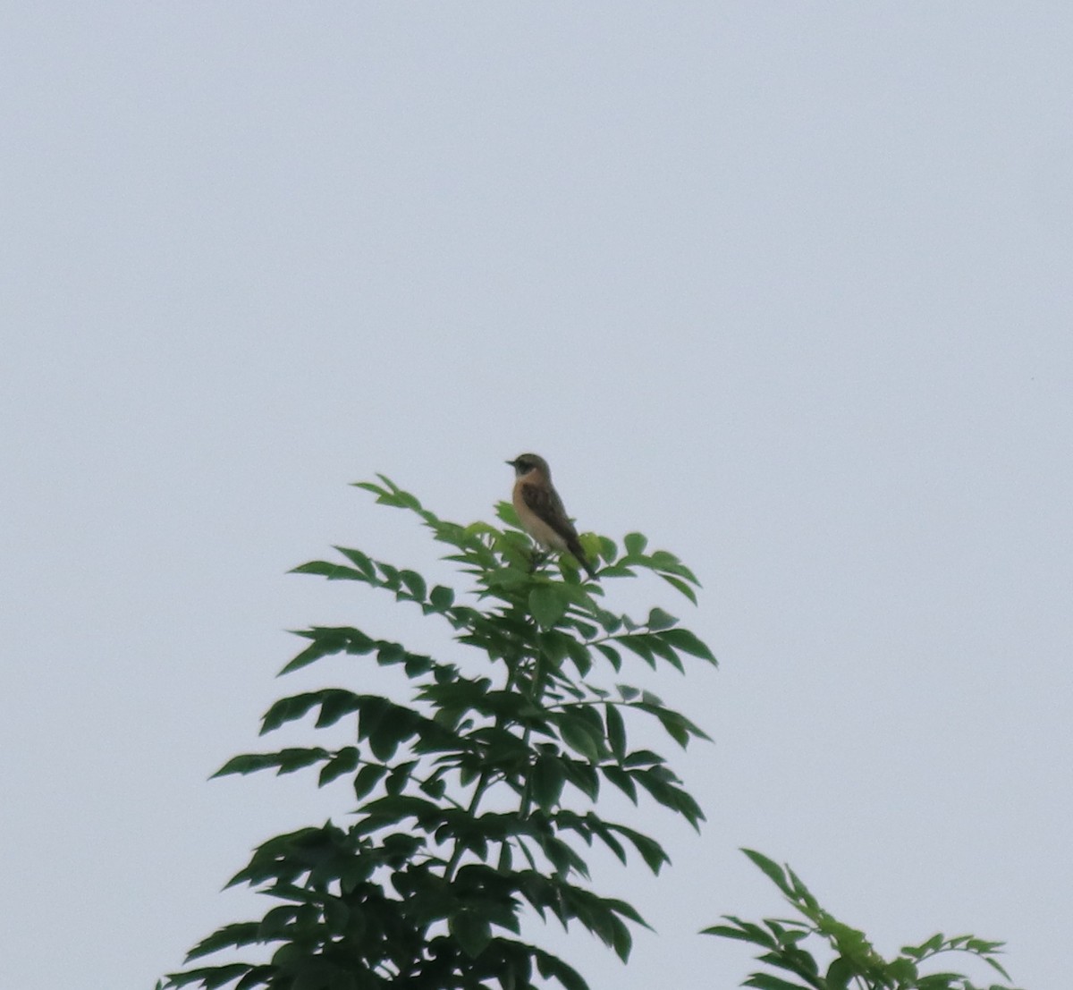 Siberian Stonechat - ML649381350
