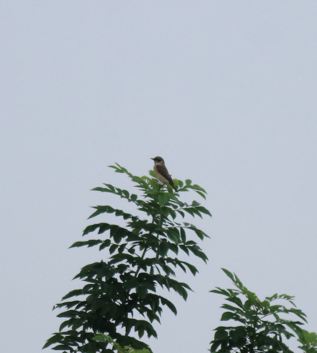 Siberian Stonechat - ML649381351