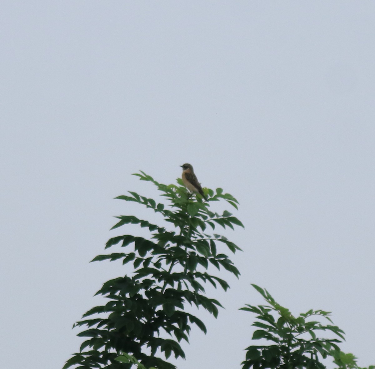 Siberian Stonechat - ML649381352