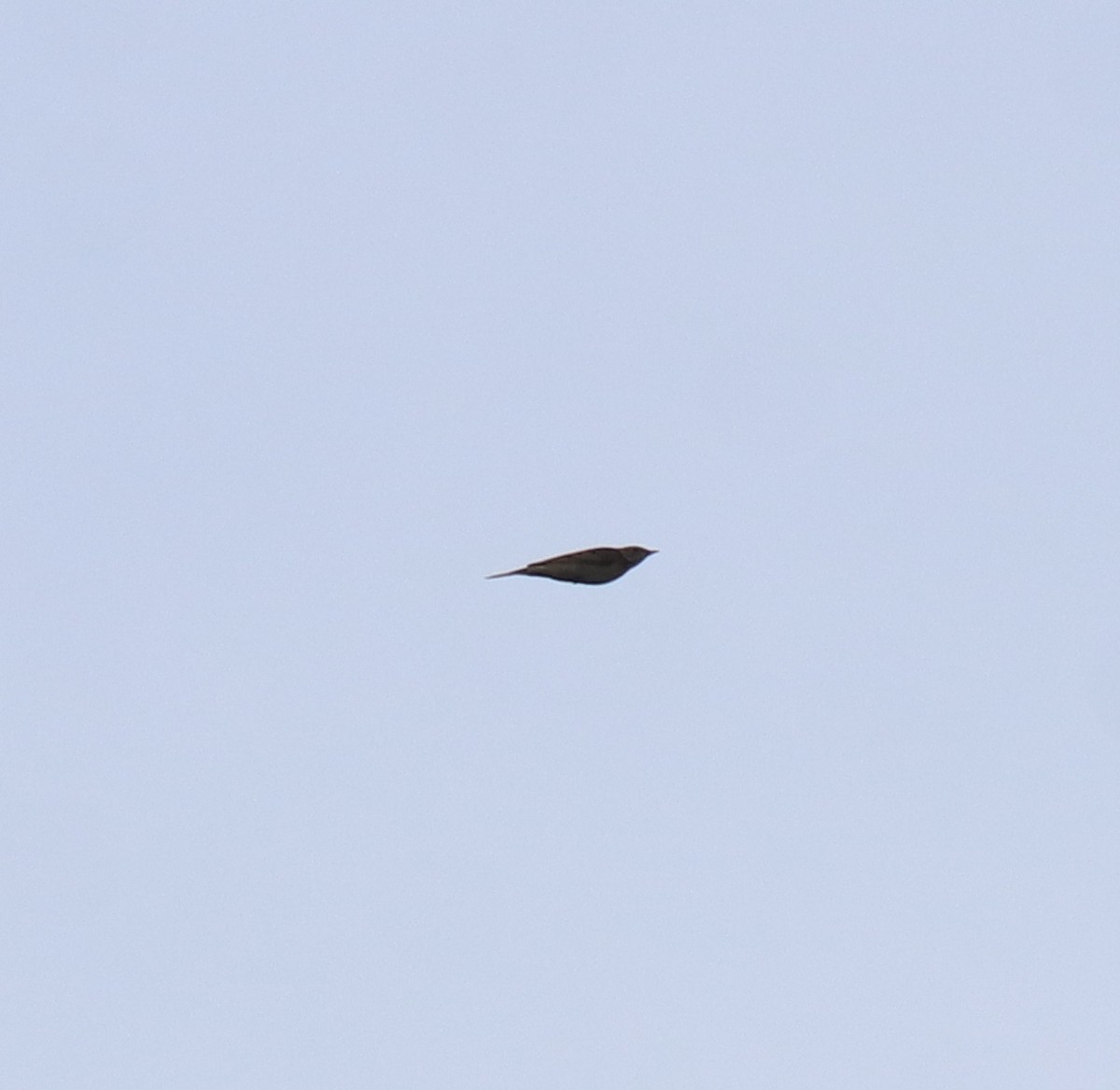 Blyth's Pipit - ML649381367