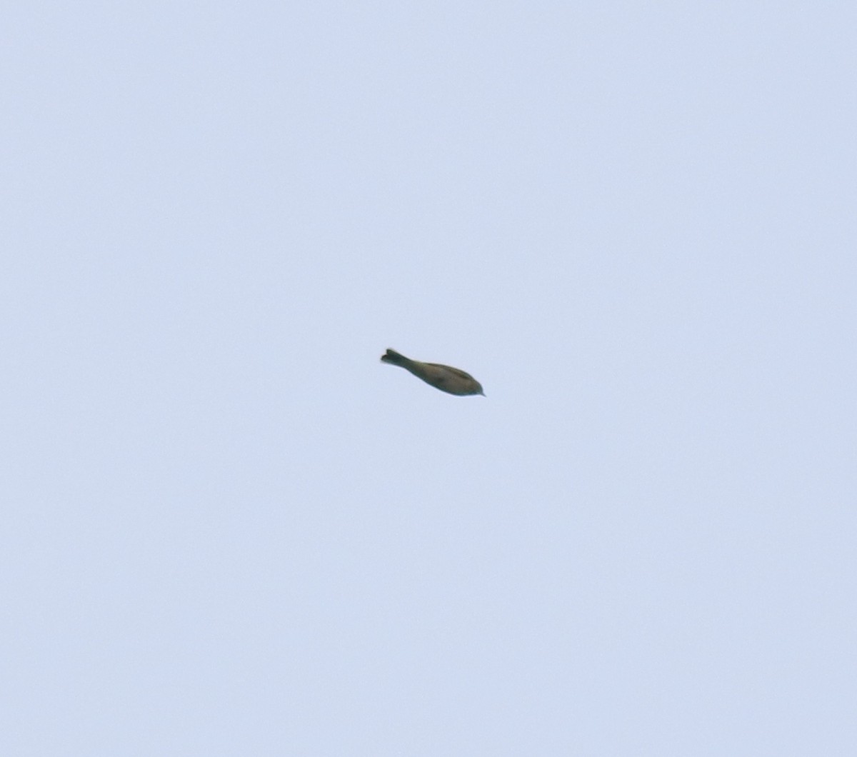 Blyth's Pipit - ML649381368