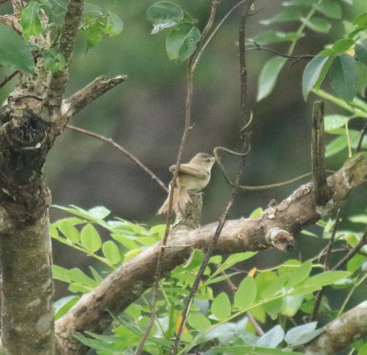 Paddyfield Warbler - ML649381400