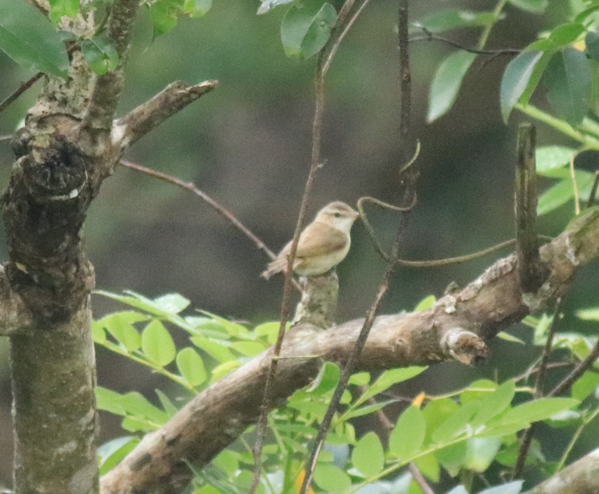 Paddyfield Warbler - ML649381401