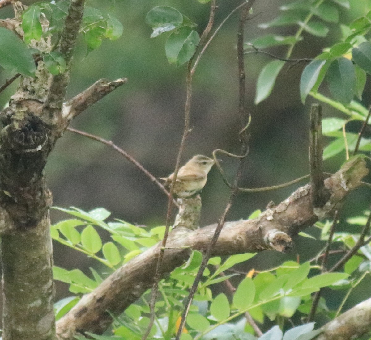 Paddyfield Warbler - ML649381402