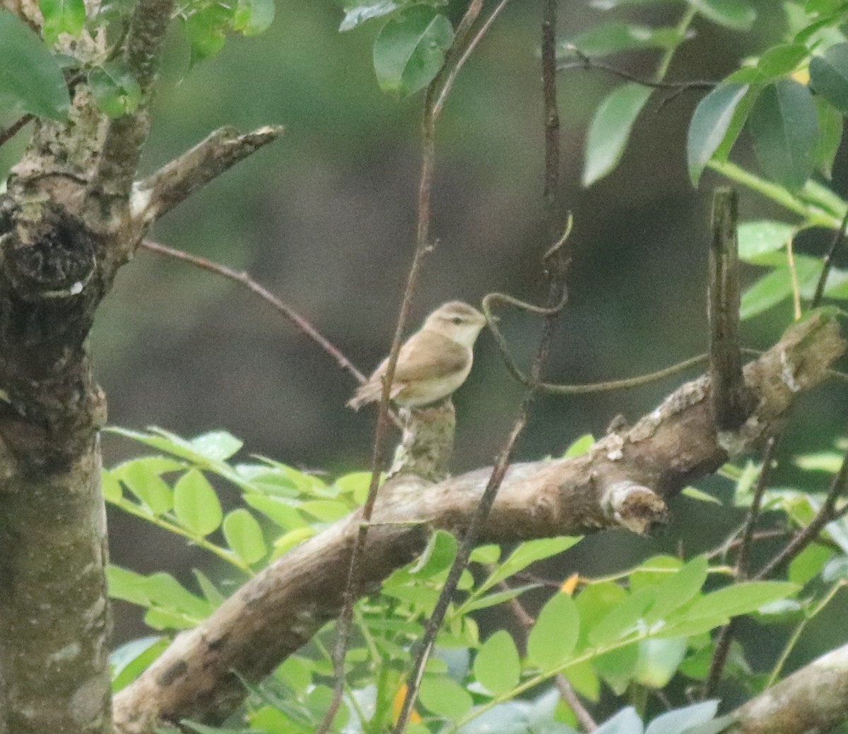 Paddyfield Warbler - ML649381403