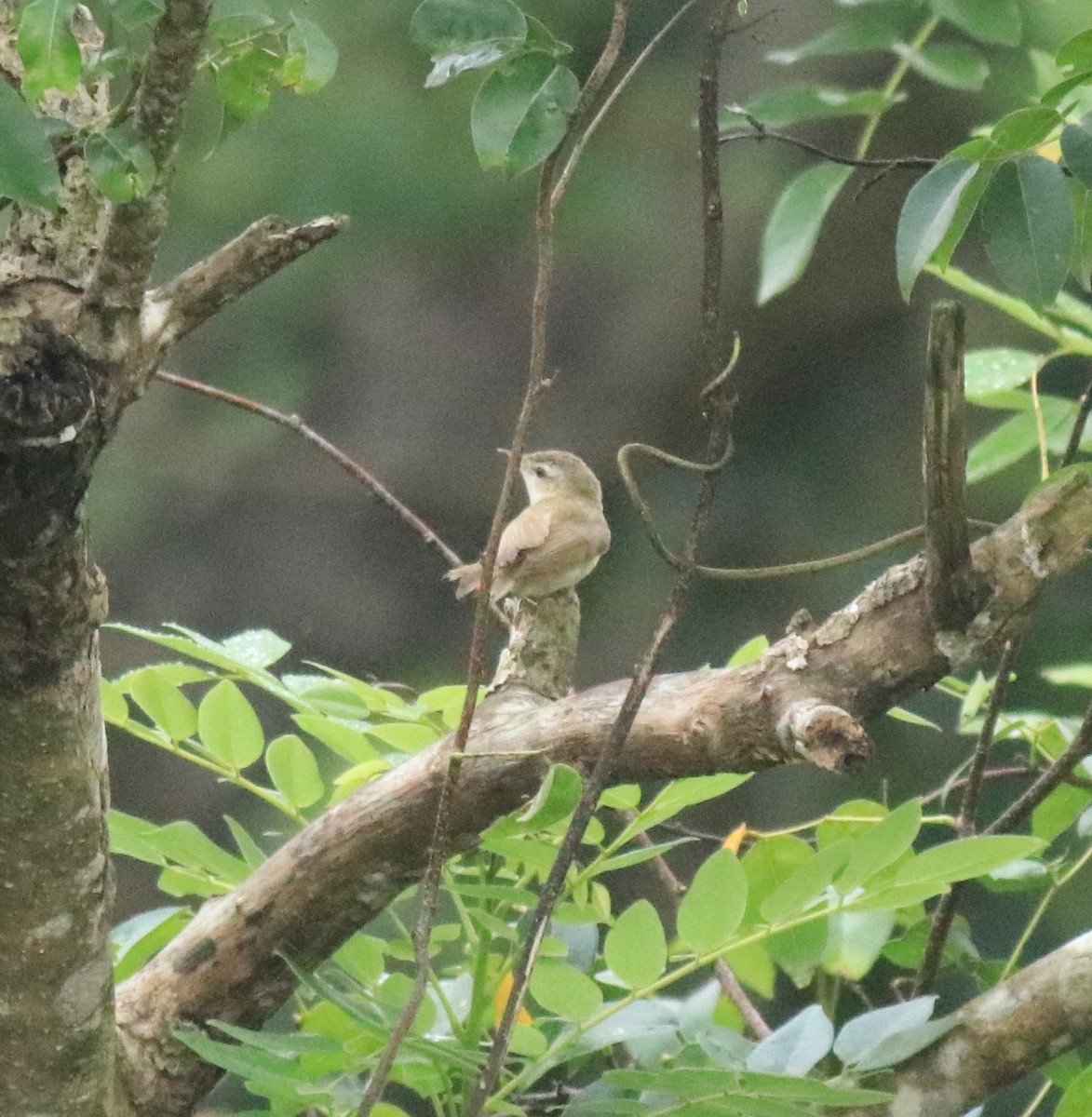 Paddyfield Warbler - ML649381404