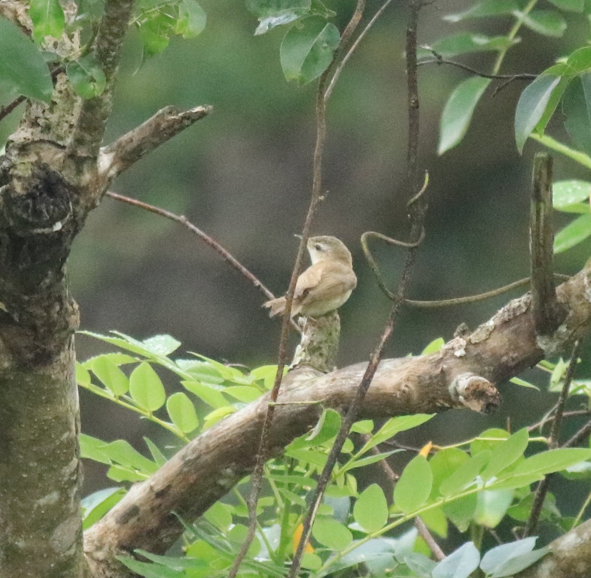 Paddyfield Warbler - ML649381405