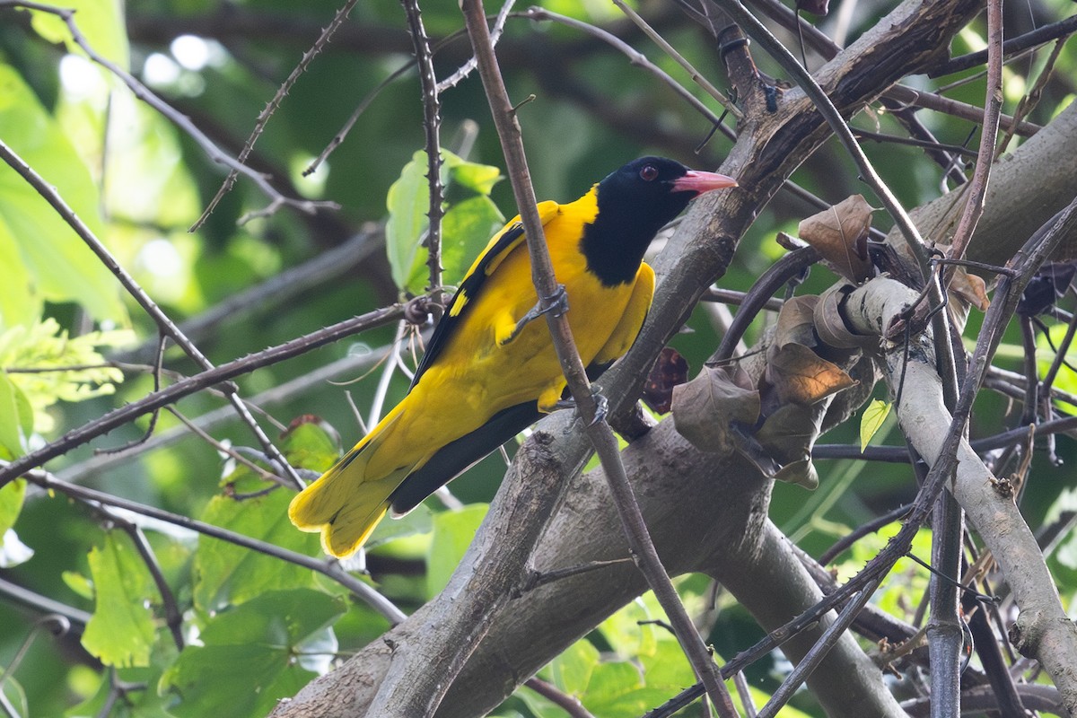 Вивільга східна - ML649381514