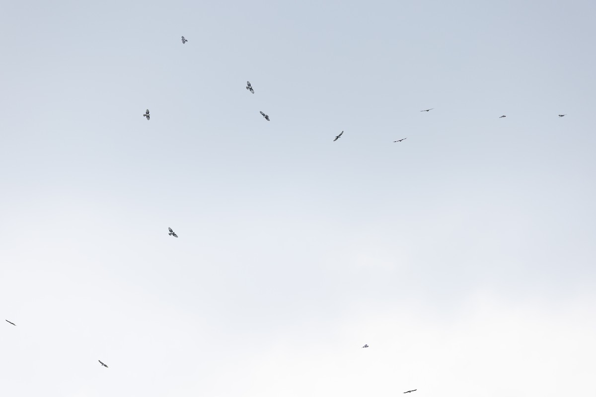 Шуляк чорний - ML649381519