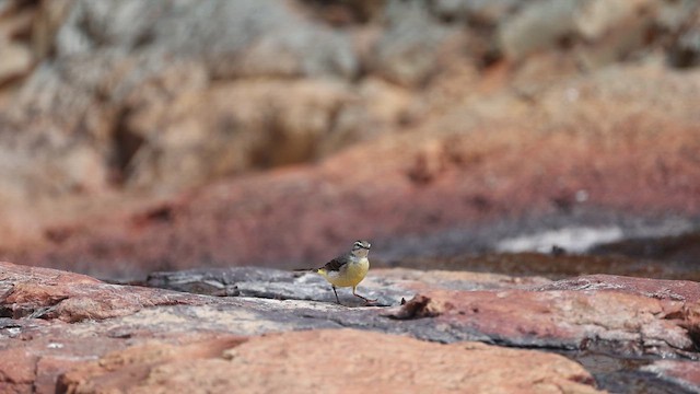 Gebirgsstelze - ML649381538