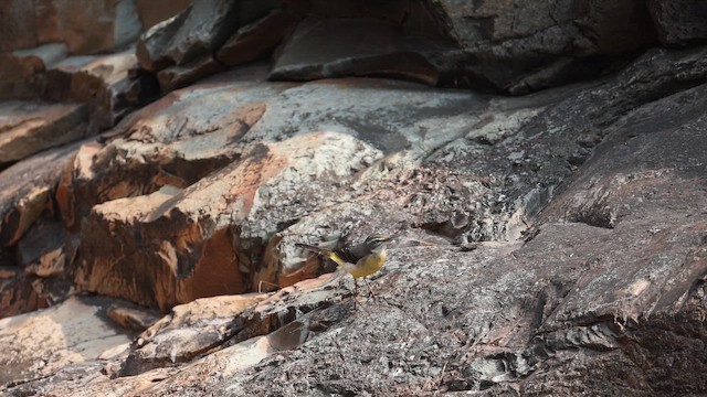 Gebirgsstelze - ML649381539