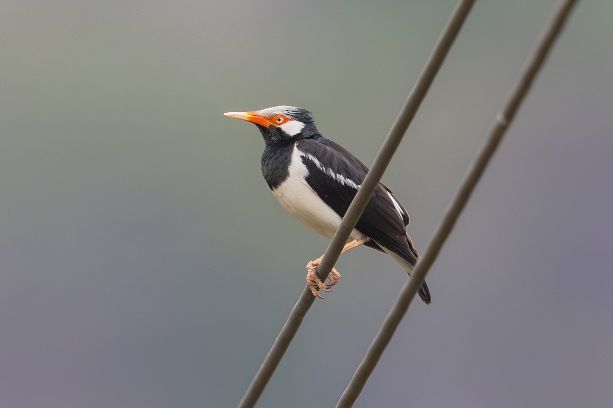 Шпак біловухий - ML649381585