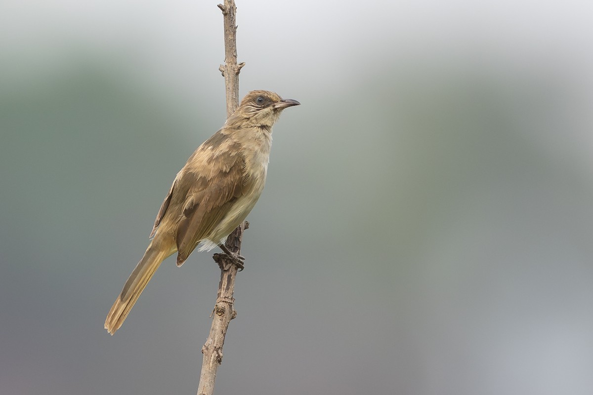 Бюльбюль таїландський - ML649381603