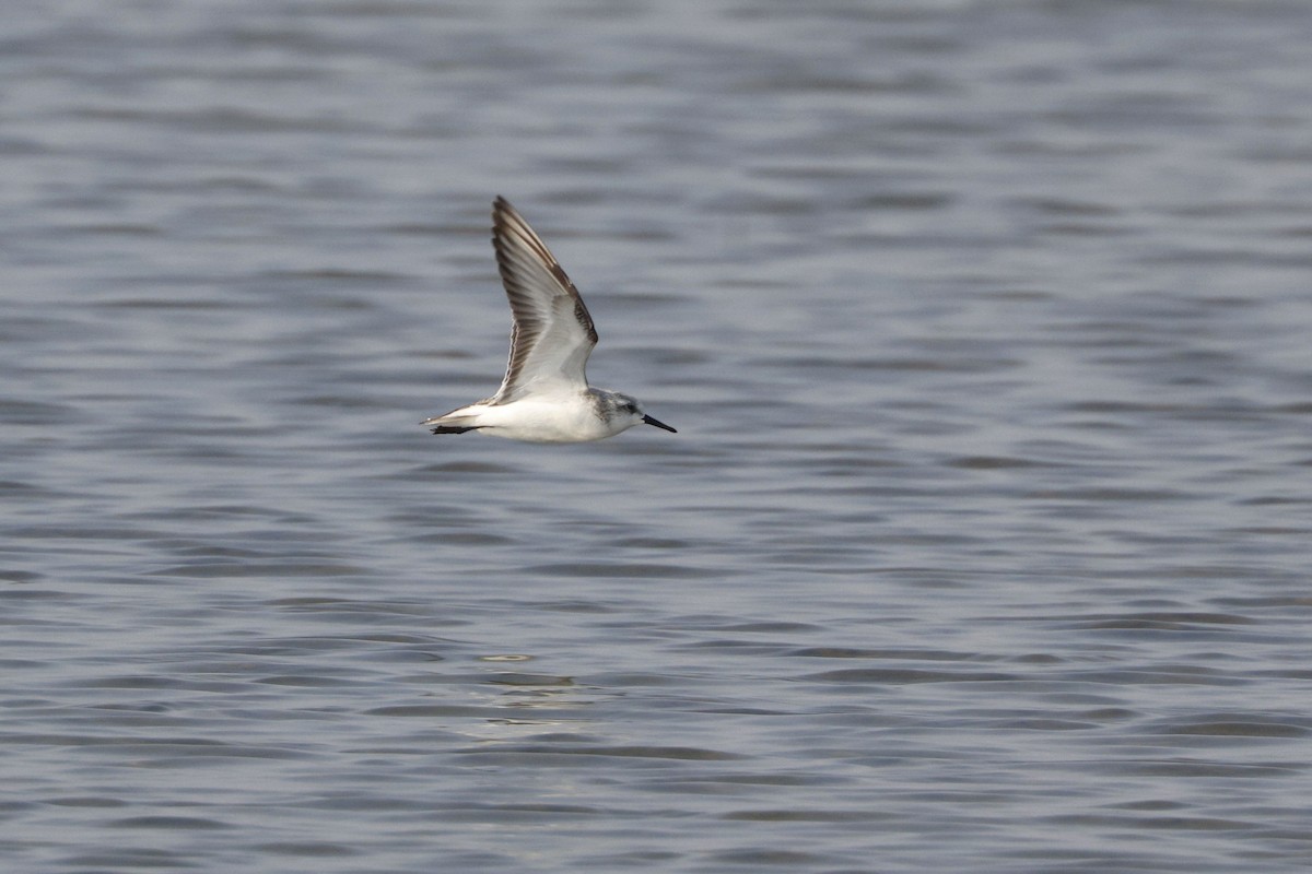 jespák písečný - ML649381644