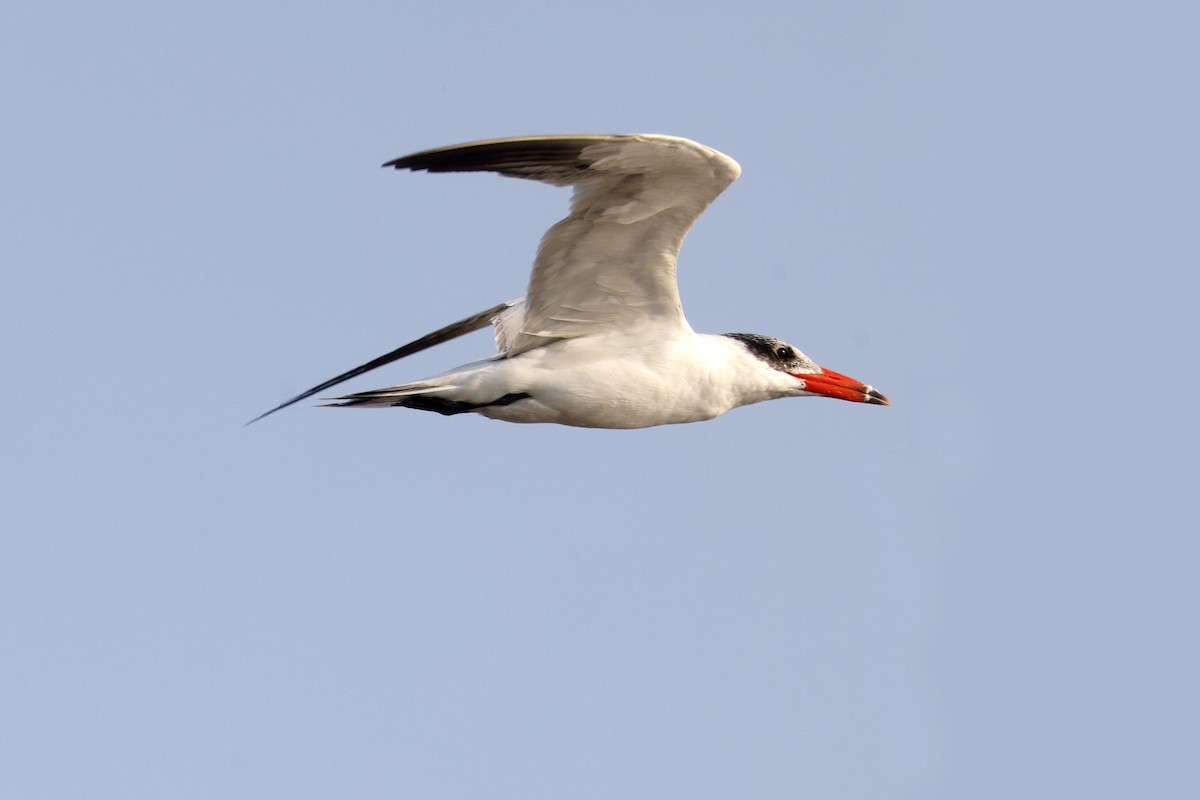 Caspian Tern - ML649381679