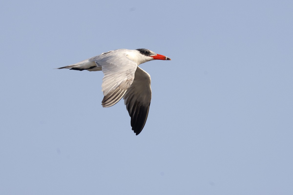 Caspian Tern - ML649381680