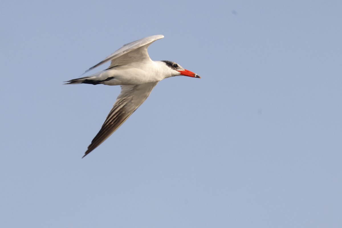 Caspian Tern - ML649381681