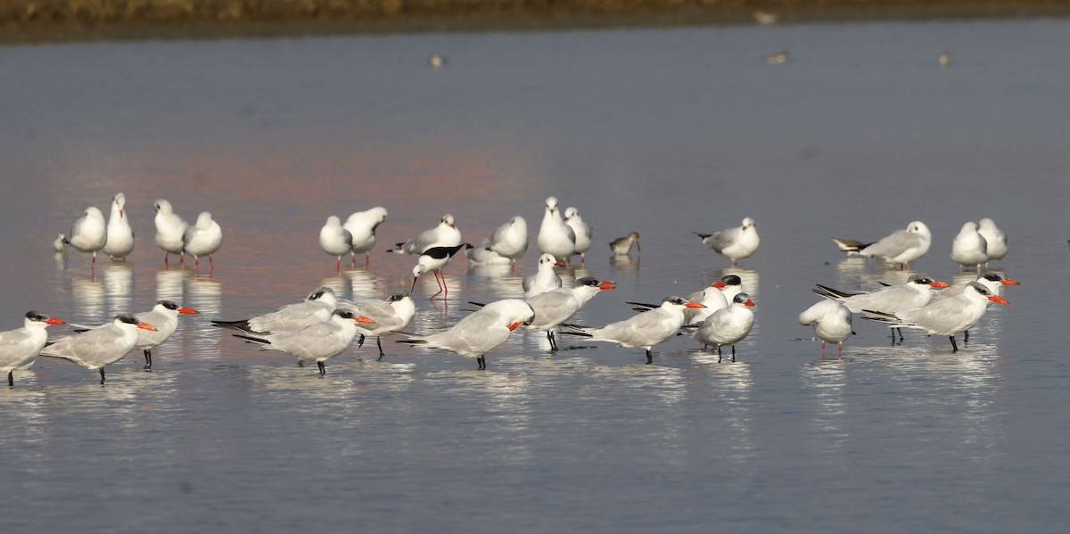 Caspian Tern - ML649381682