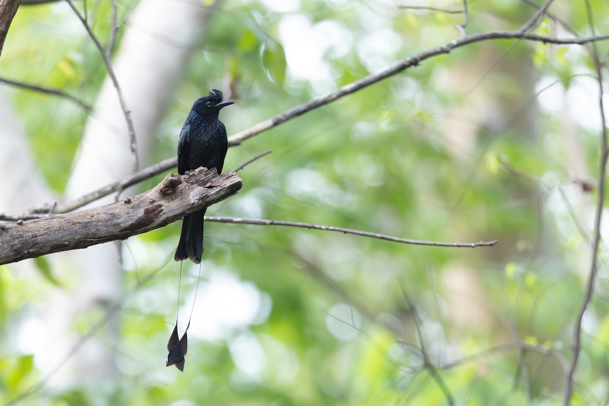 Дронго великий - ML649381711