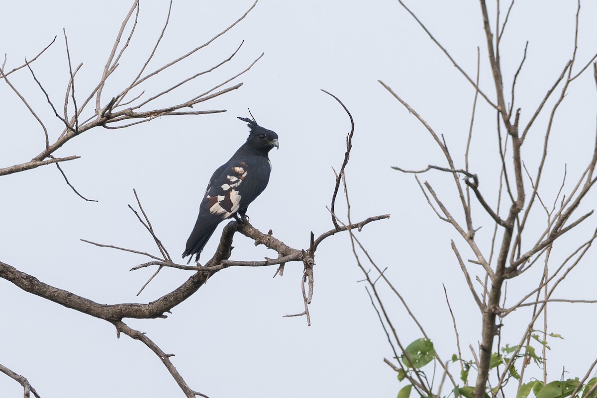 Шуляк чорний - ML649381747