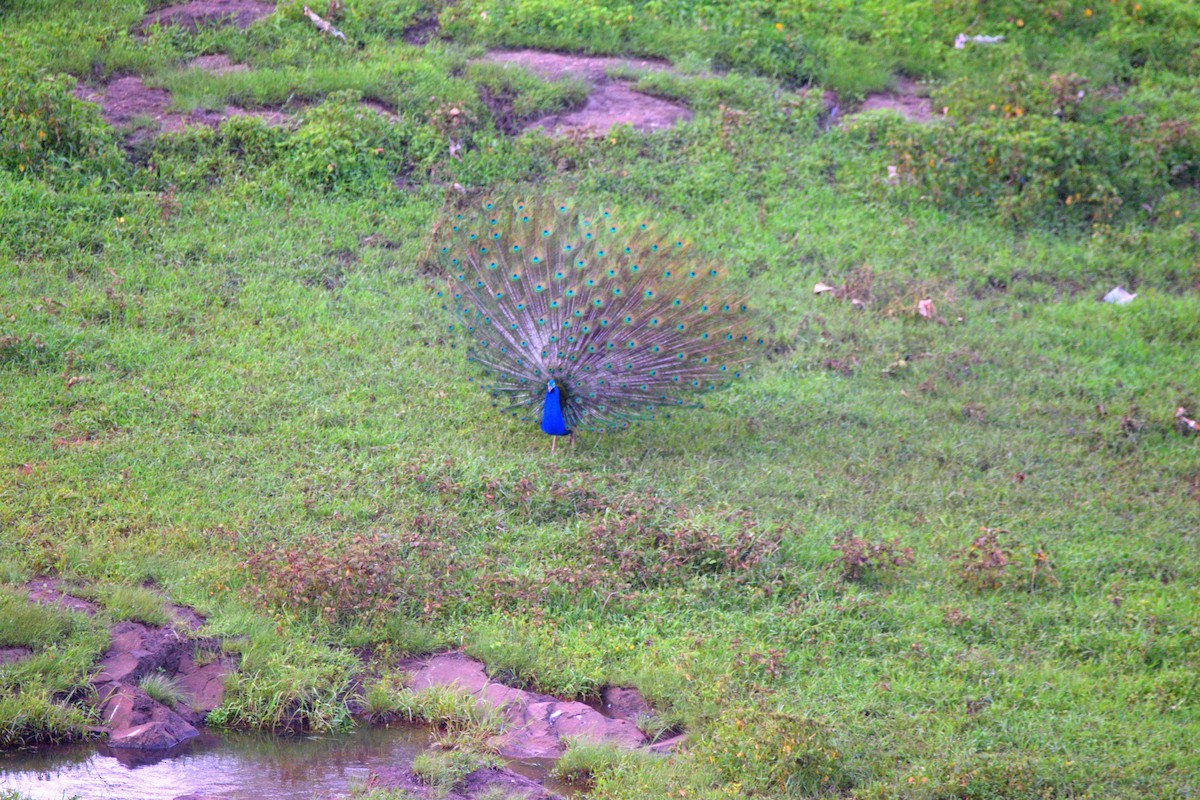 Paon bleu - ML649381779