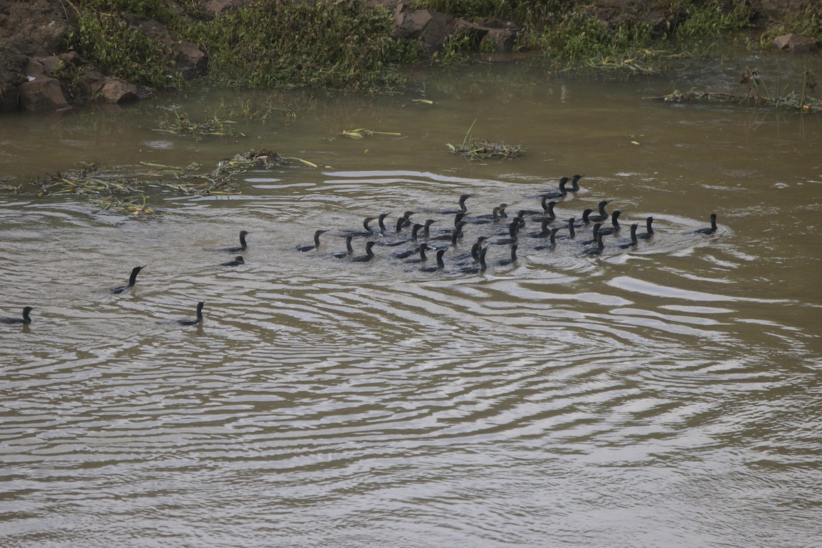 Cormoran de Vieillot - ML649381792