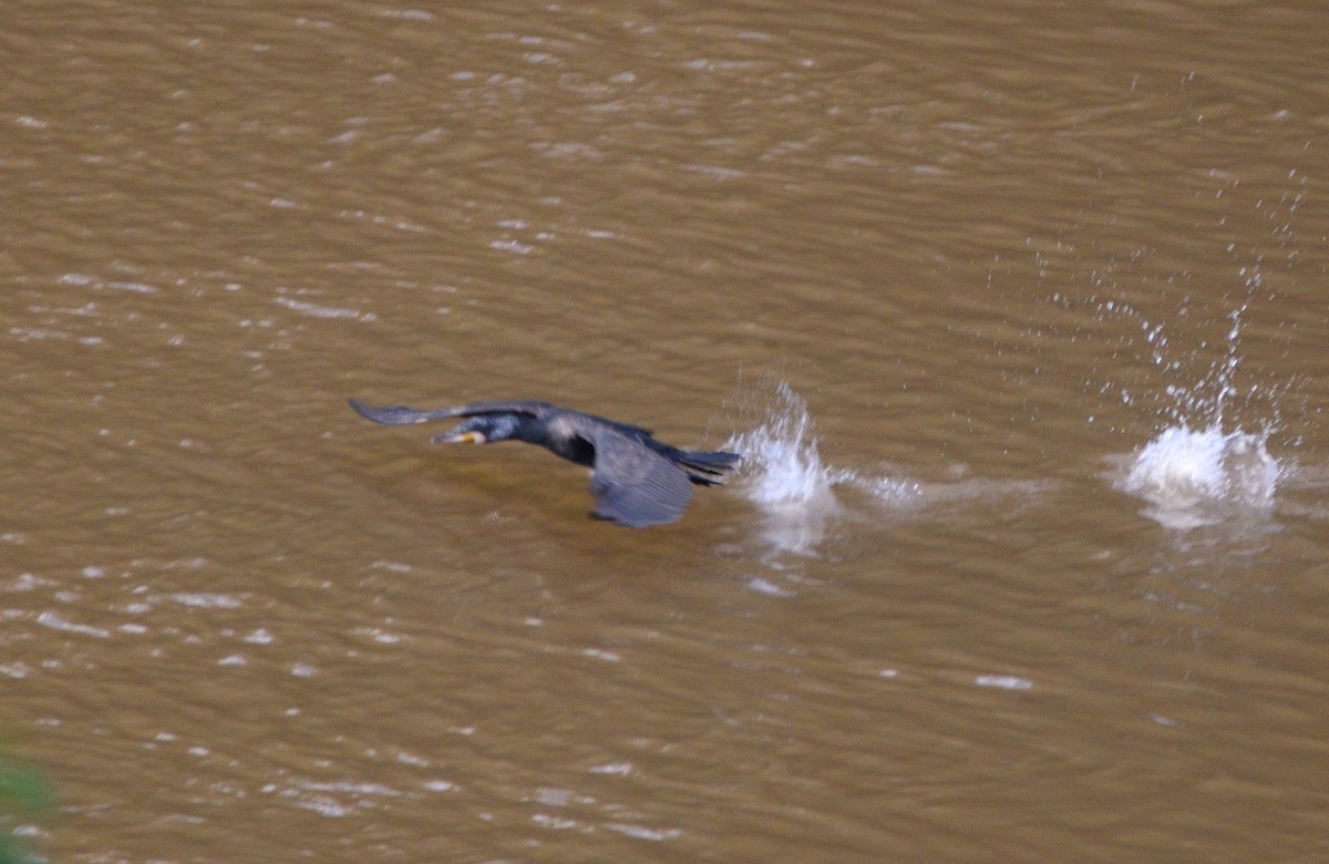 Grand Cormoran - ML649381797