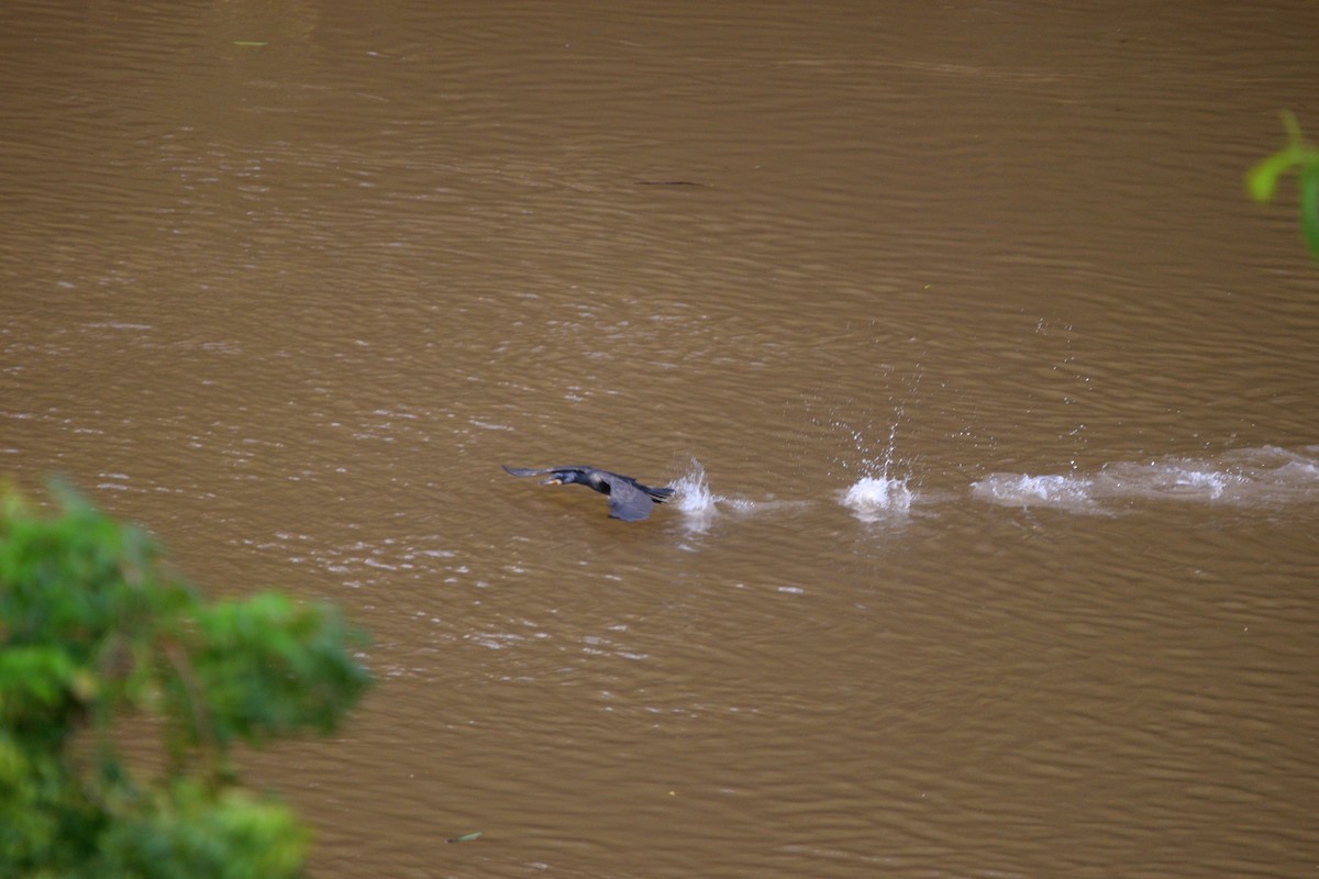 Grand Cormoran - ML649381803