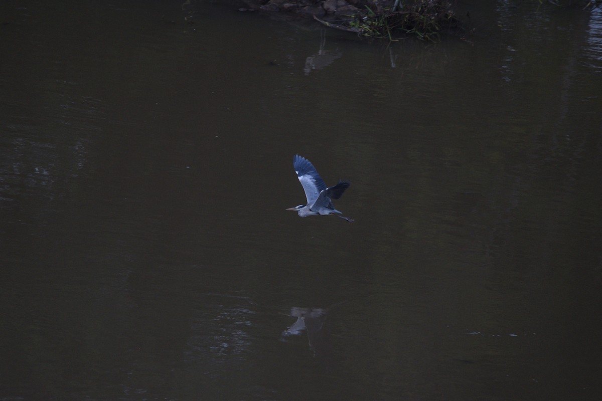 Héron cendré - ML649381808