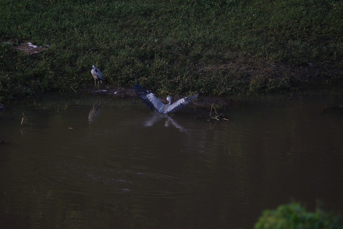 Héron cendré - ML649381818