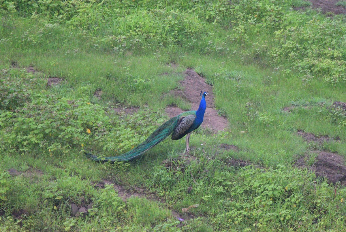 Paon bleu - ML649381834