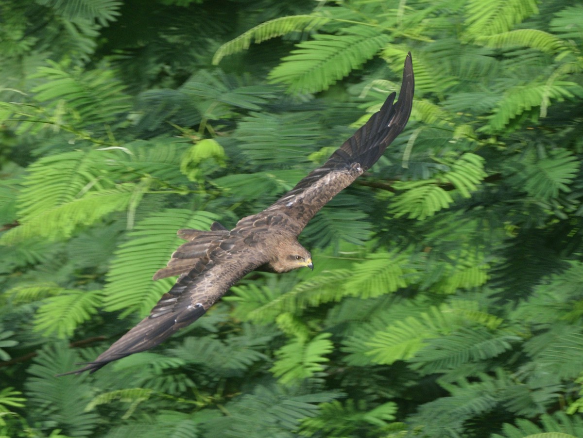 Milan noir - ML649381850