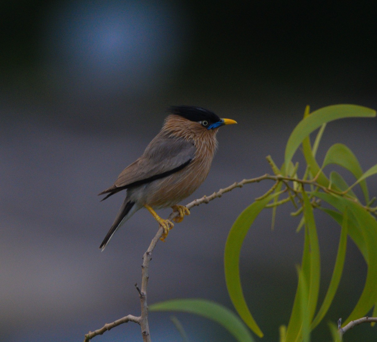 Étourneau des pagodes - ML649381866