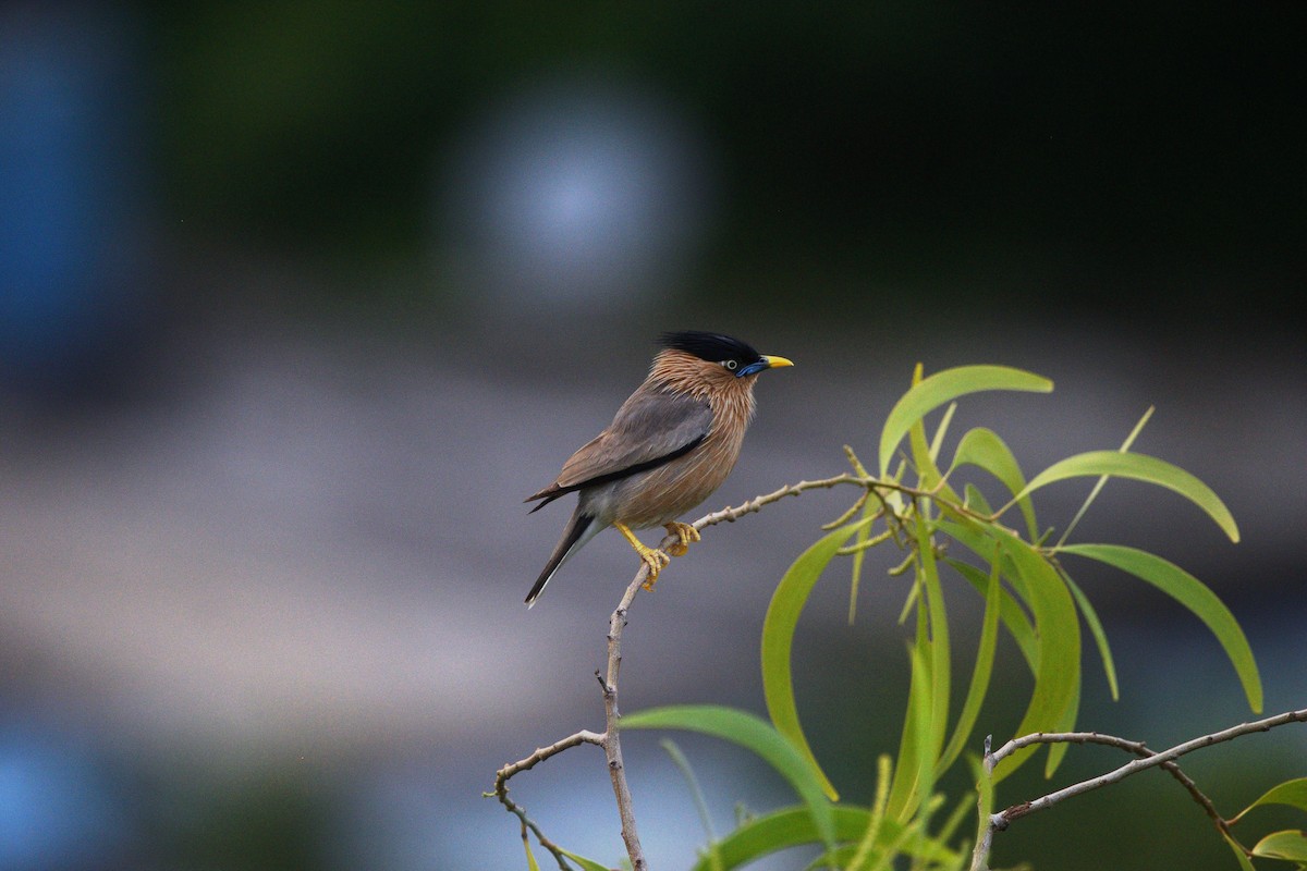 Étourneau des pagodes - ML649381868