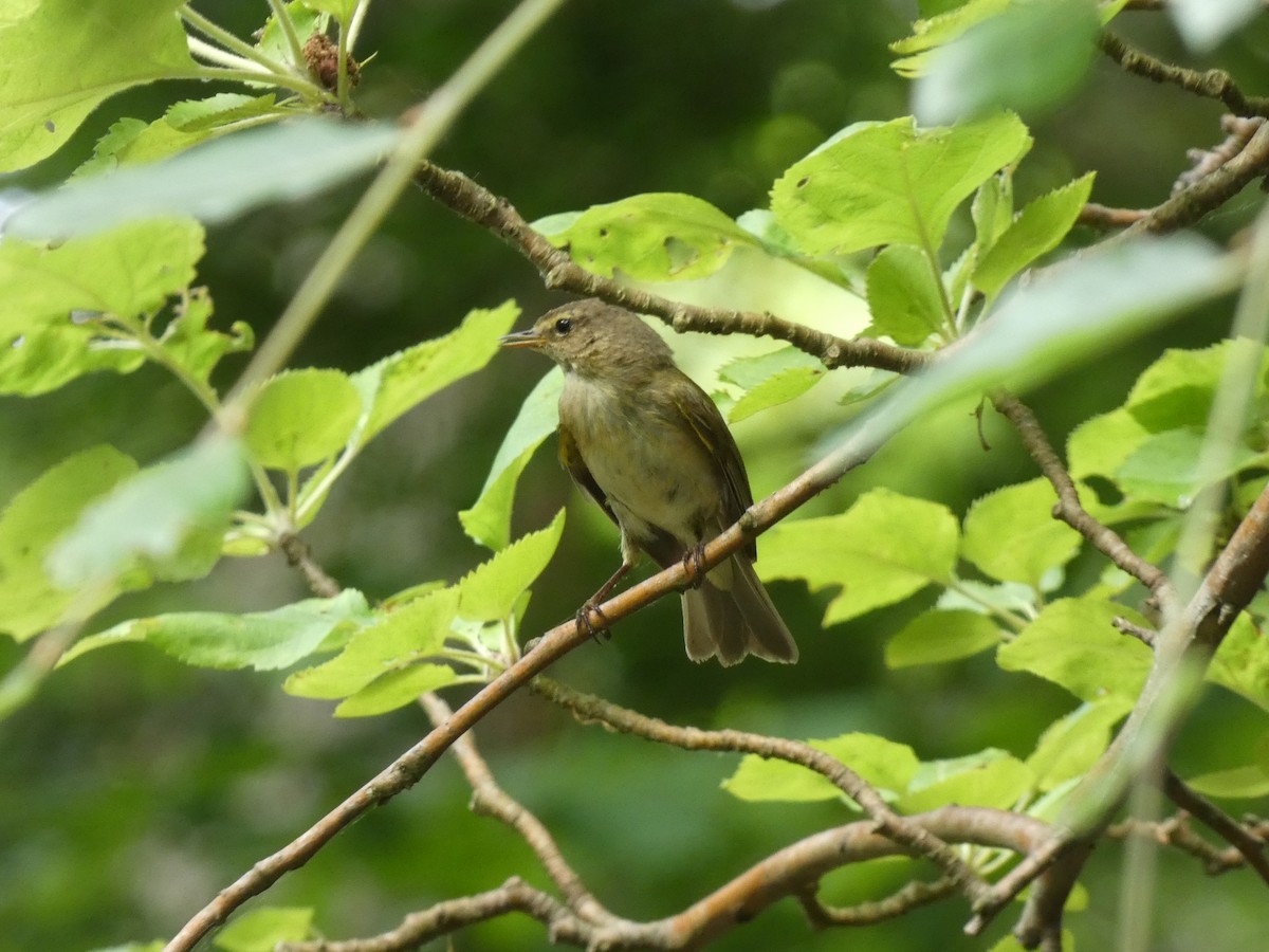 Common Chiffchaff - ML649381957