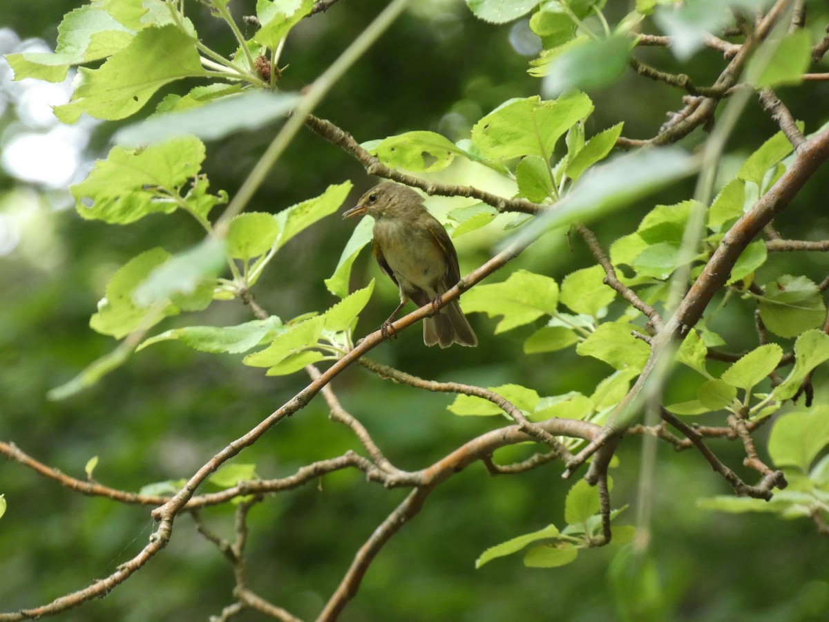 Common Chiffchaff - ML649381958