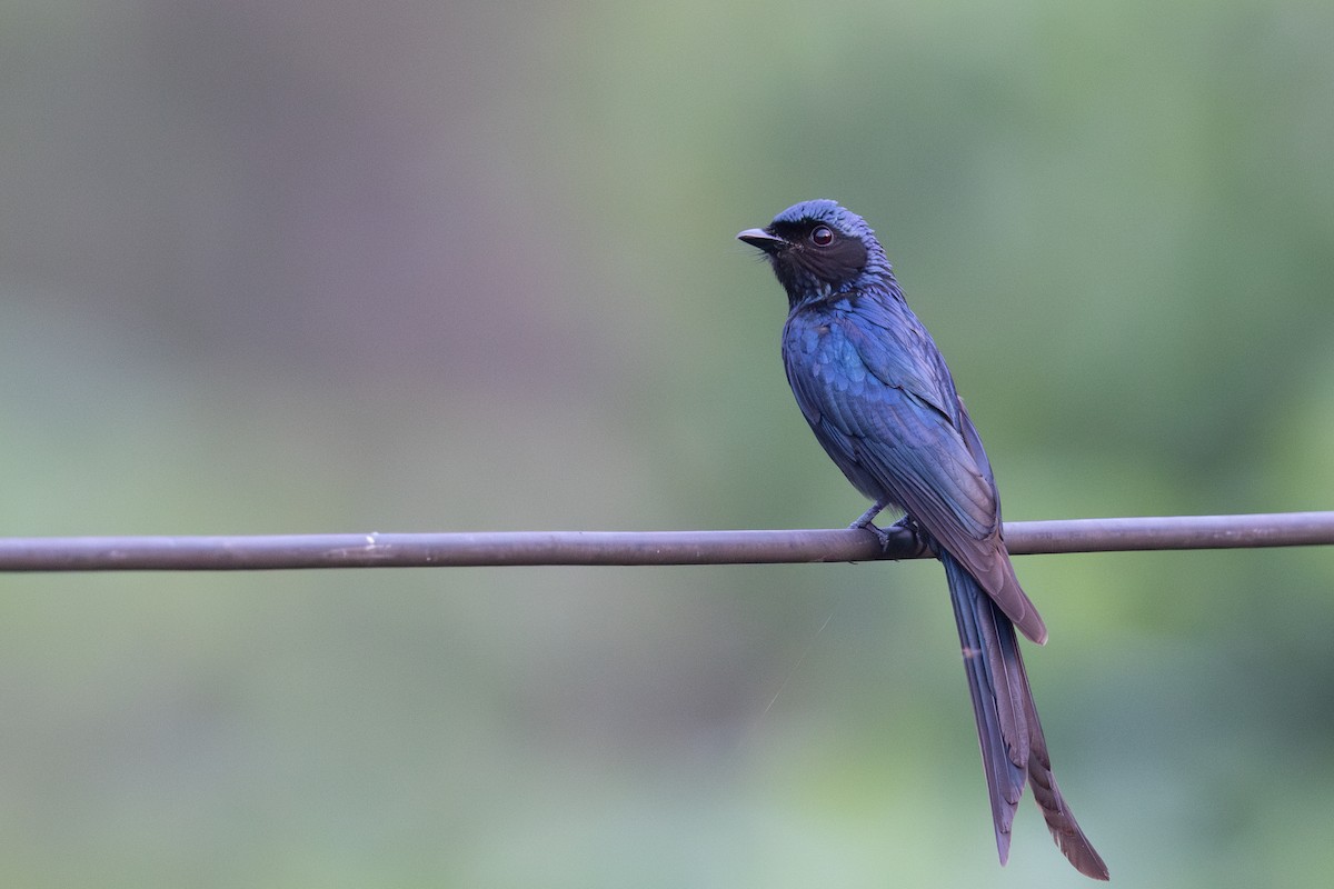 Дронго бронзовий - ML649382021