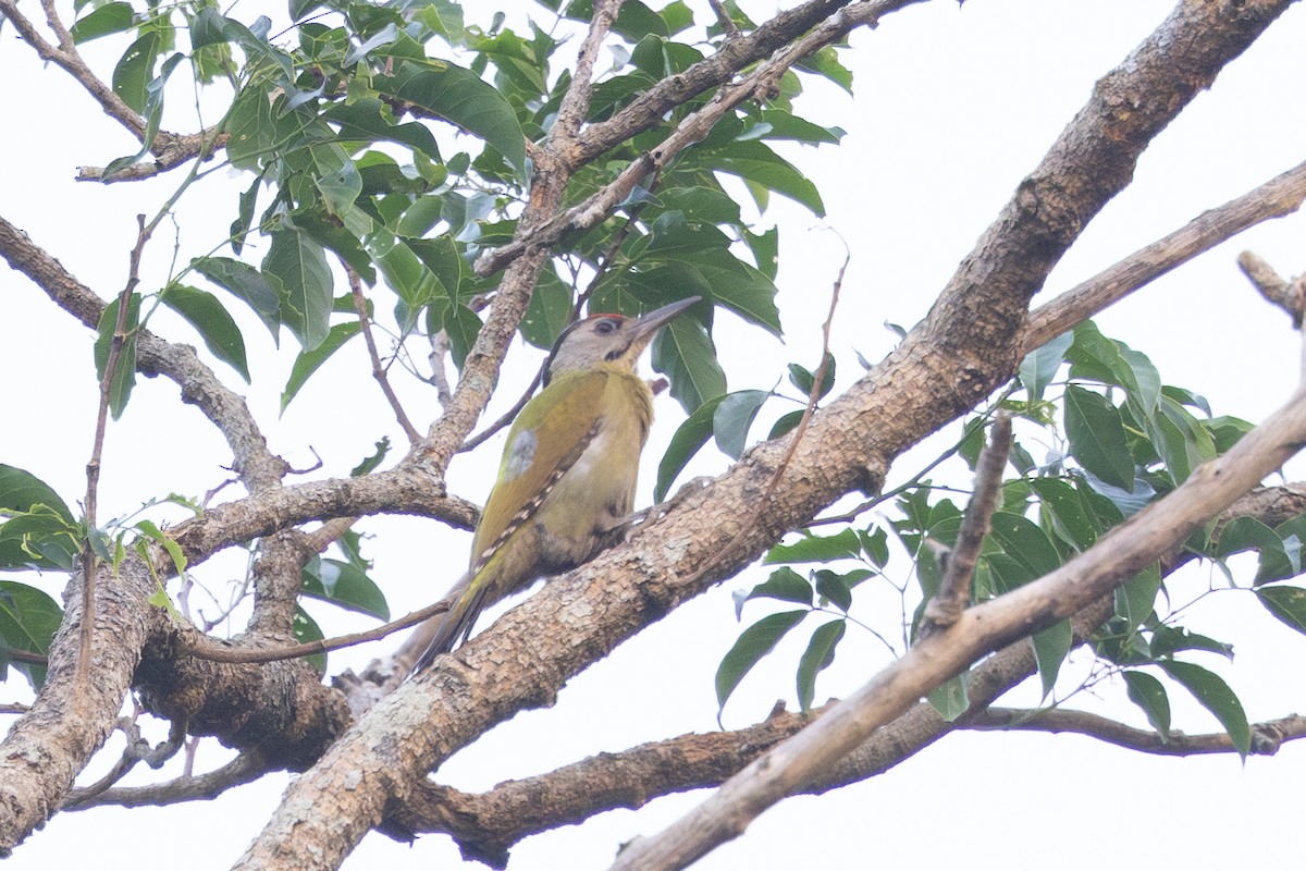 Жовна сива - ML649382147