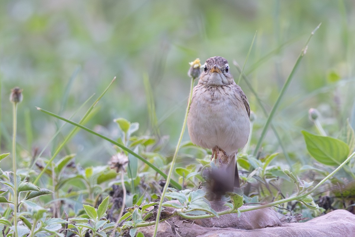 Щеврик іржастий - ML649382167
