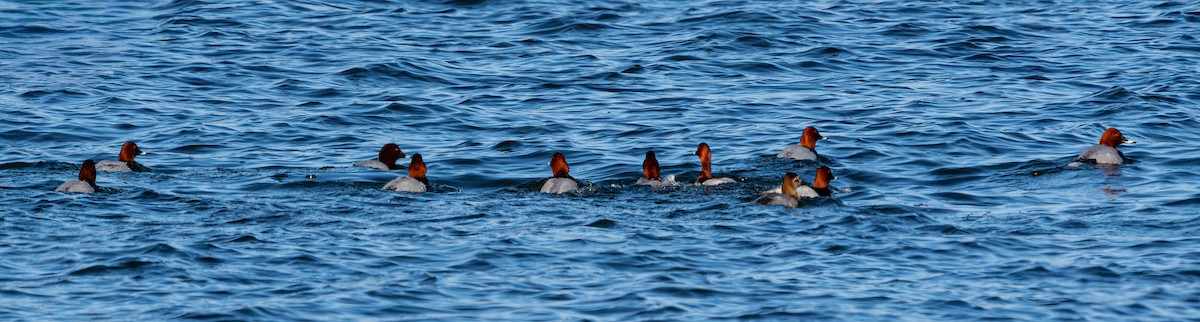 Common Pochard - ML649382251