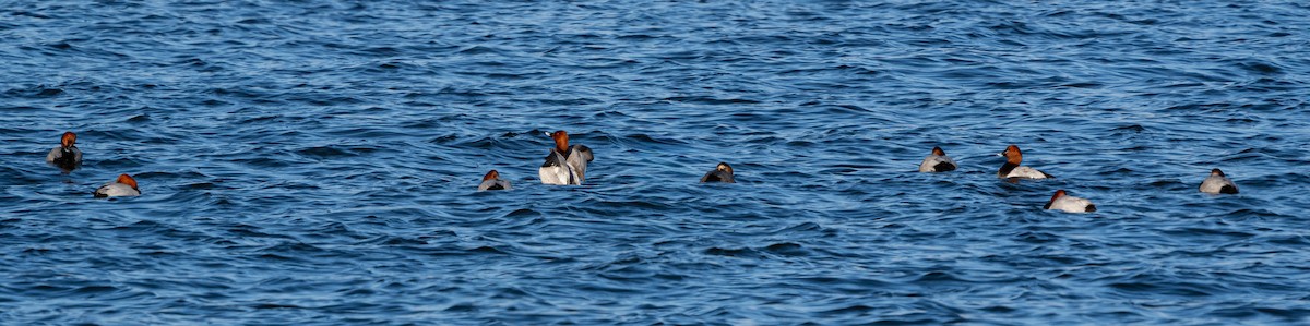 Common Pochard - 민호Min-Ho 김Kim