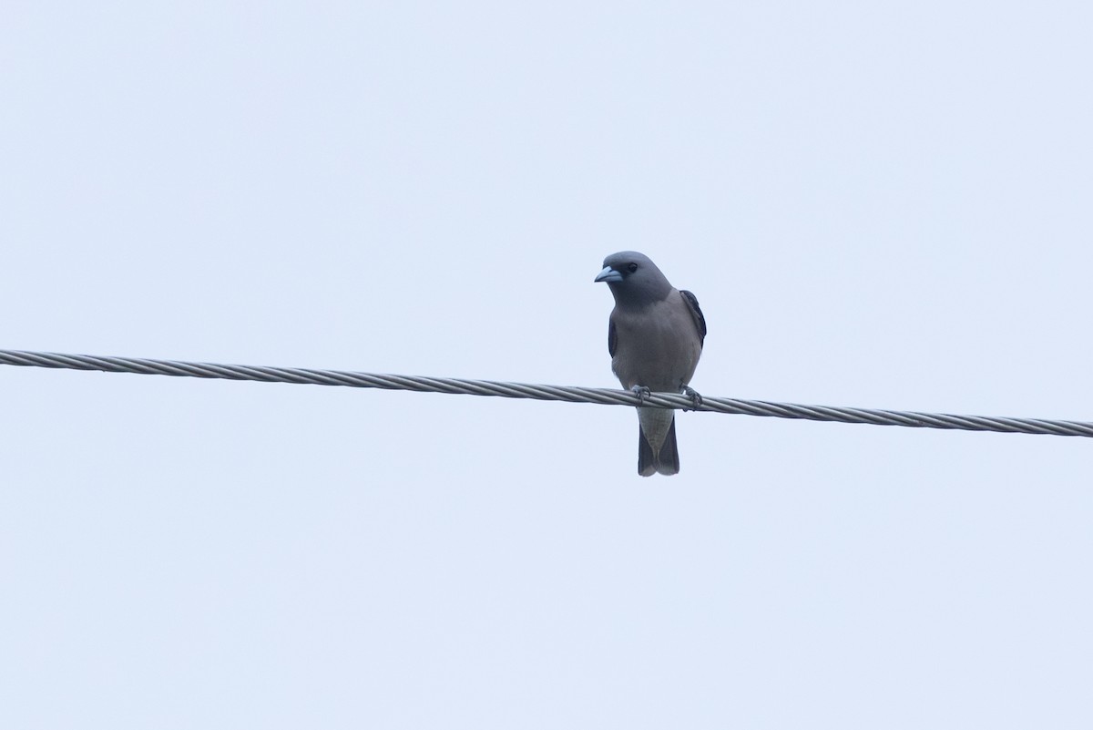 Ланграйн пальмовий - ML649382376