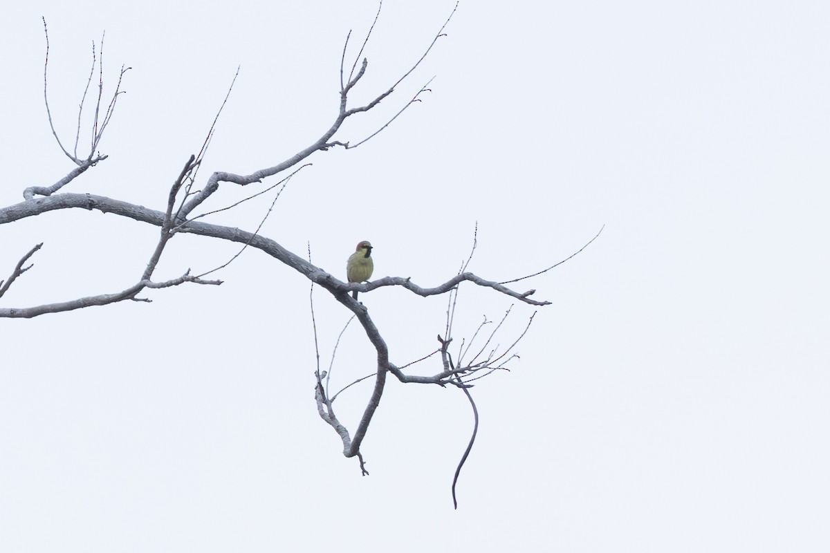 Горобець оливковий - ML649382377