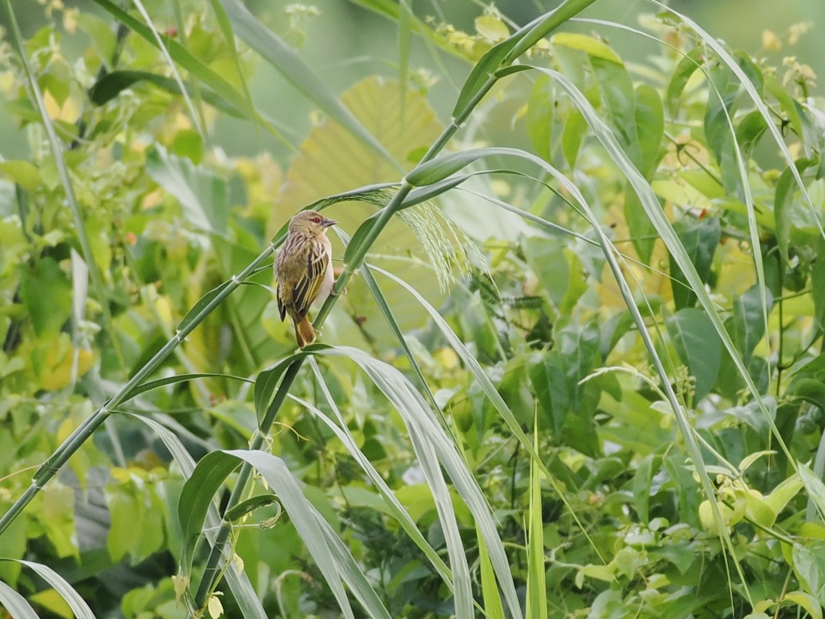Golden-backed Weaver - ML649382387